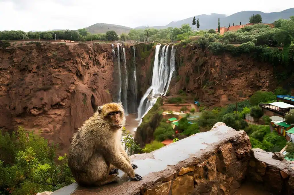 Wild monkeys at Ouzoud Waterfalls Morocco
